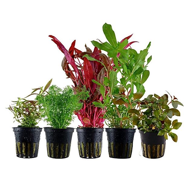 Aquaone Wasserpflanze 'Buntes' Set mit 5 Topf Pflanzen Aquariumpflanzen Set günstig online kaufen