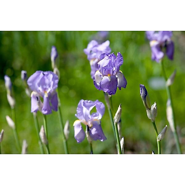 Iris Pallida Ssp.dalmatica Dalmatinische Schwertlilie Ca. 11x11 cm Topf günstig online kaufen