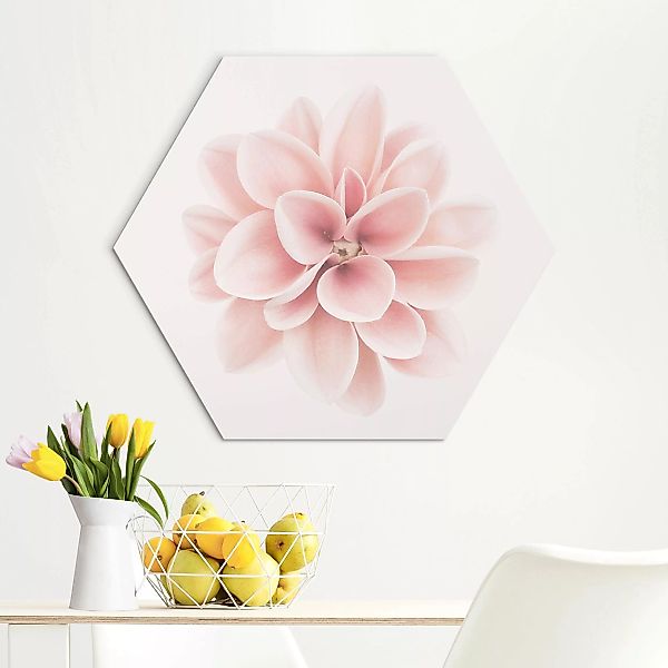 Hexagon-Alu-Dibond Bild Dahlie Rosa Pastell Blume Zentriert günstig online kaufen
