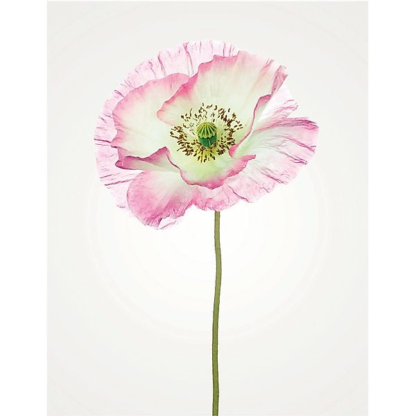 Komar Bild "Poppy" Blumen 1 Stk. tlg. Wandbild zur Dekoration - ohne Rahmen günstig online kaufen