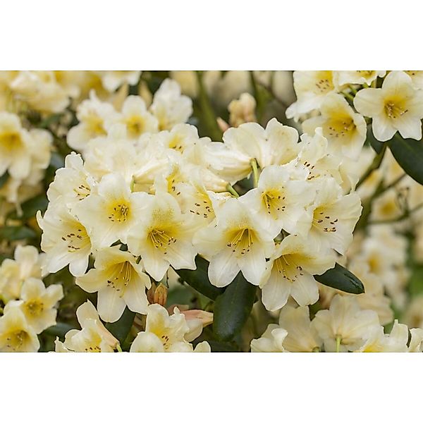 Rhododendron Yakushimanum Millenium Gold Gelb 40–50 cm günstig online kaufen