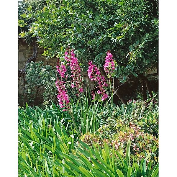 Gladiolus Palustris Sumpfgladiole Ca 9x9 cm Topf günstig online kaufen