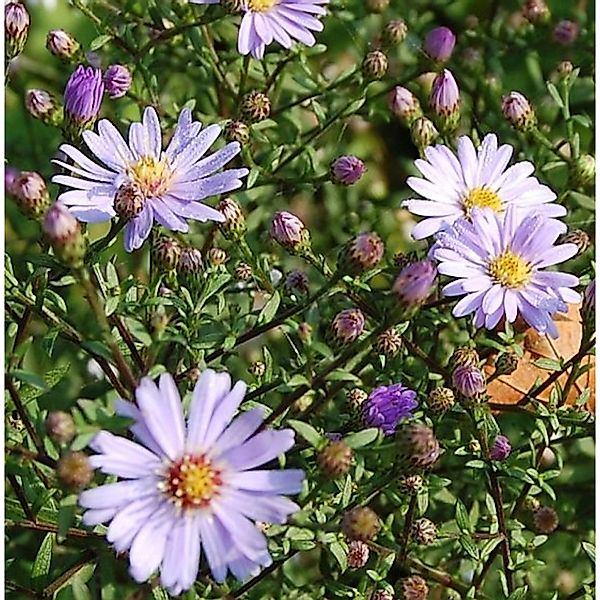 Herbstwild Aster Blauschleier - Aster laevis günstig online kaufen