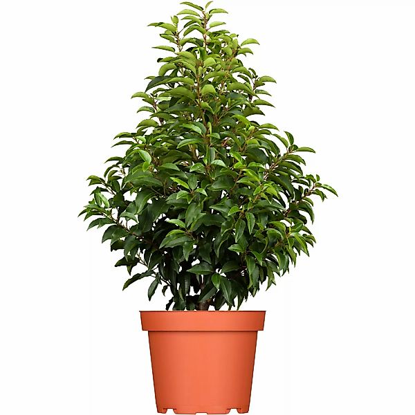 GROW by OBI Portugiesischer Kirschlorbeer Höhe ca. 80-100cm Topf ca.7,5 l P günstig online kaufen