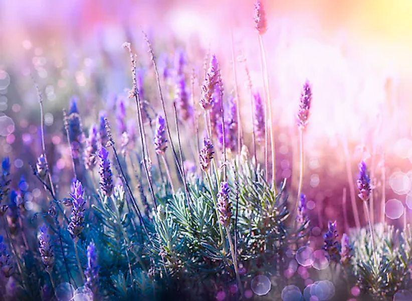 Papermoon Fototapete »Lavender Field« glatt günstig online kaufen