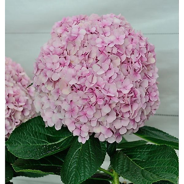 Ballhortensie Dolly Buster 30-40cm - Hydrangea macrophylla günstig online kaufen