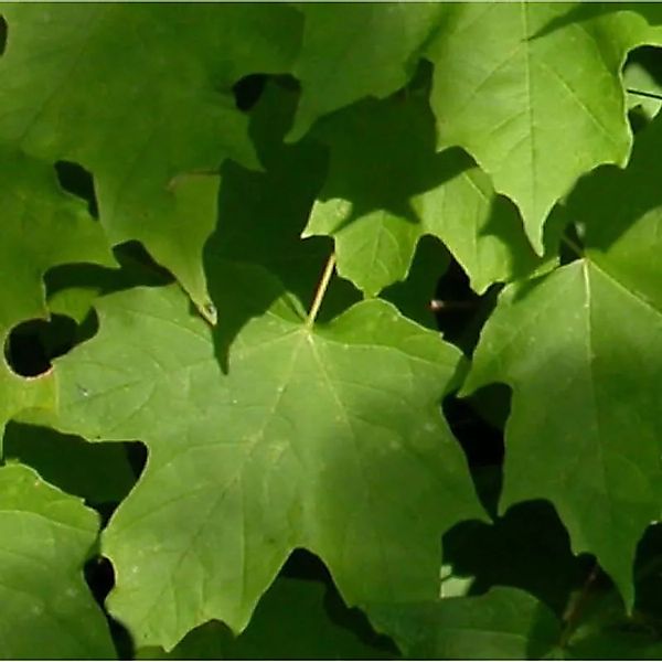 Echter Zuckerahorn 100-125cm - Acer saccarum günstig online kaufen