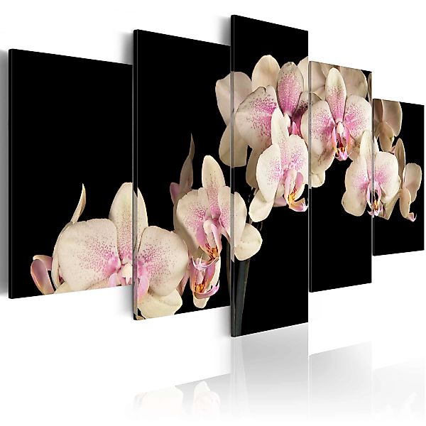 Wandbild - Orchidee am kontrastierenden Hintergrund günstig online kaufen