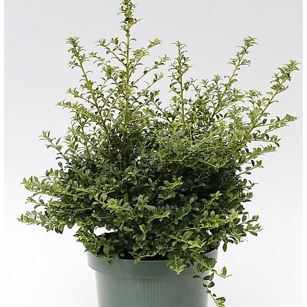 Japanische Stechpalme Ilex Twiggy 20-25cm - Ilex crenata Twiggy günstig online kaufen