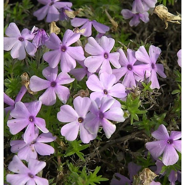 Niedrige Flammenblume Lilac Cloud - Phlox douglasii günstig online kaufen