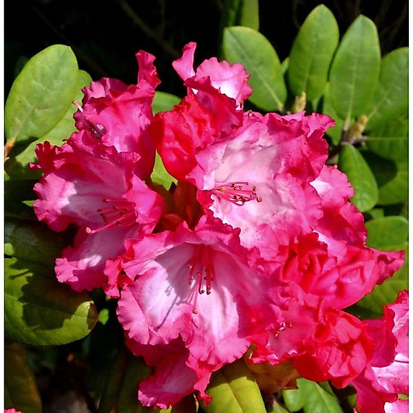 INKARHO - Rhododendron Kokette 20-25cm - Alpenrose günstig online kaufen