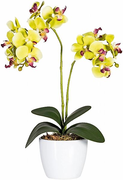 Kunstpflanze Phalaenopsis Orchidee, Creativ green, Höhe 50 cm günstig online kaufen