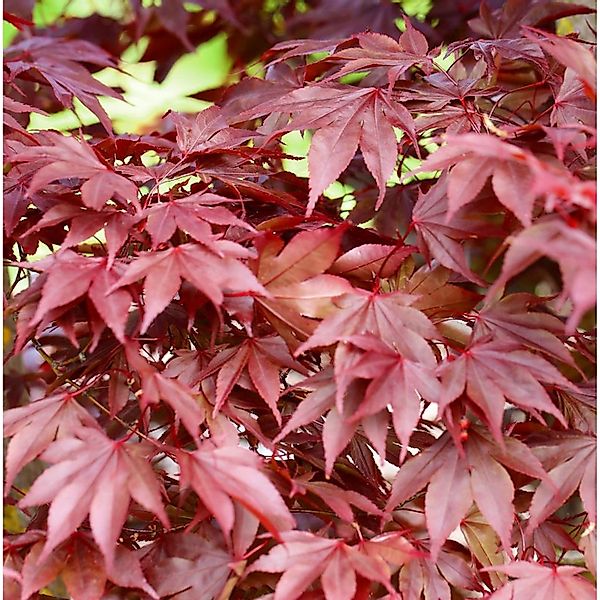 Fächerahorn Fireglow 60-80cm - Acer palmatum günstig online kaufen