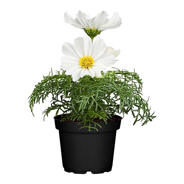 Schmuckkörbchen Weiß Topf-Ø ca. 13 cm Cosmos bipinnatus günstig online kaufen