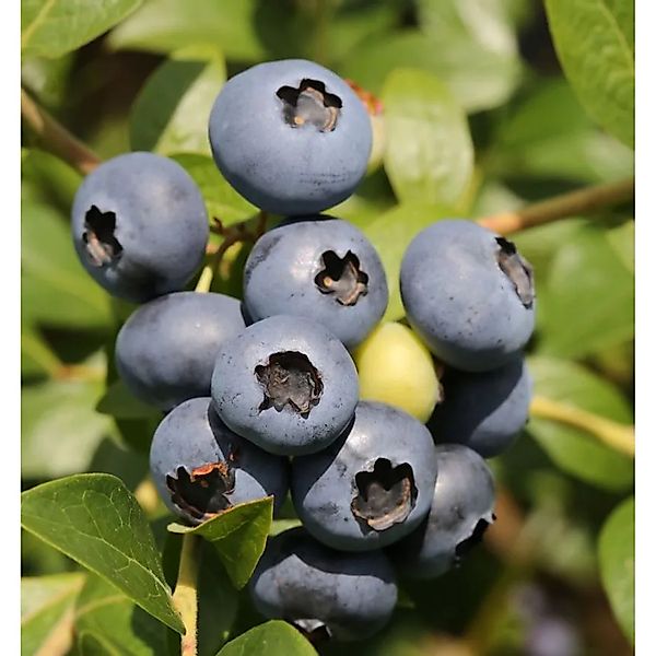 Heidelbeere Bluegold 30-40cm - Vaccinium corymbosum günstig online kaufen
