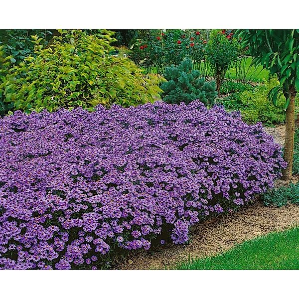 Aster Dumosus Blue Lapis Kissenaster 2 Liter Container günstig online kaufen