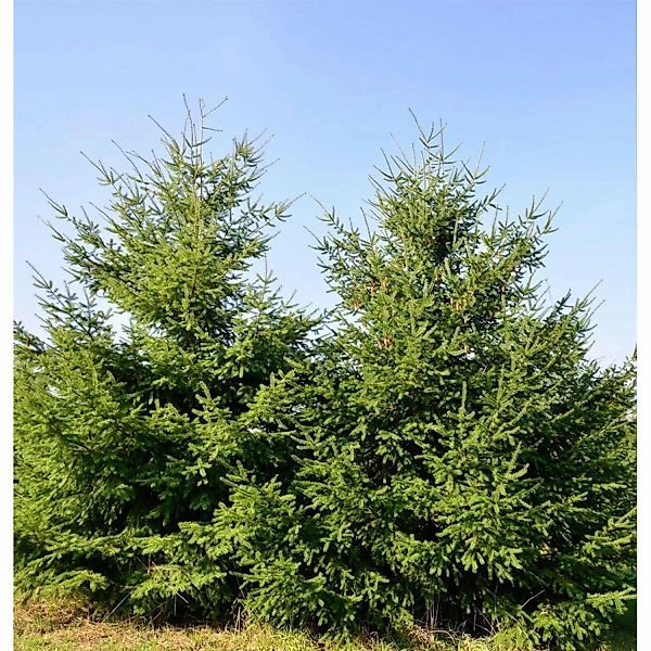 Douglasfichte 60-80cm - Pseudotsuga menziesii günstig online kaufen