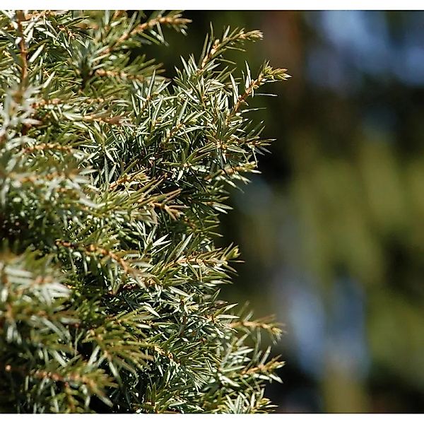 Schwedischer Säulen Säulenwacholder 30-40cm - Juniperus communis günstig online kaufen