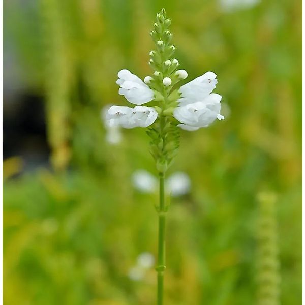 Gelenkblume Alba - Physostegia virginiana günstig online kaufen