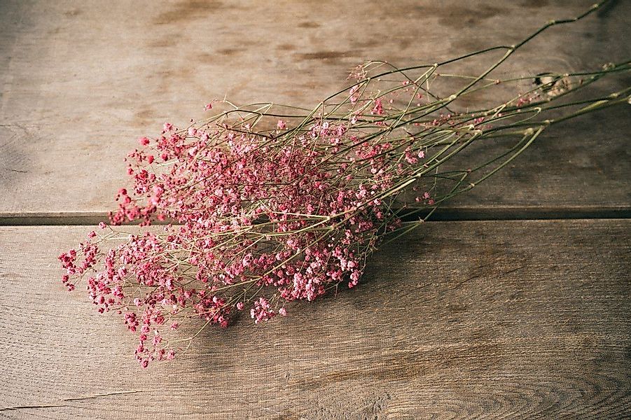 Trockenblume Schleierkraut Rot getrocknet im Bund günstig online kaufen