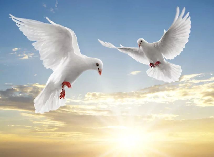 Papermoon Fototapete »White Doves« günstig online kaufen