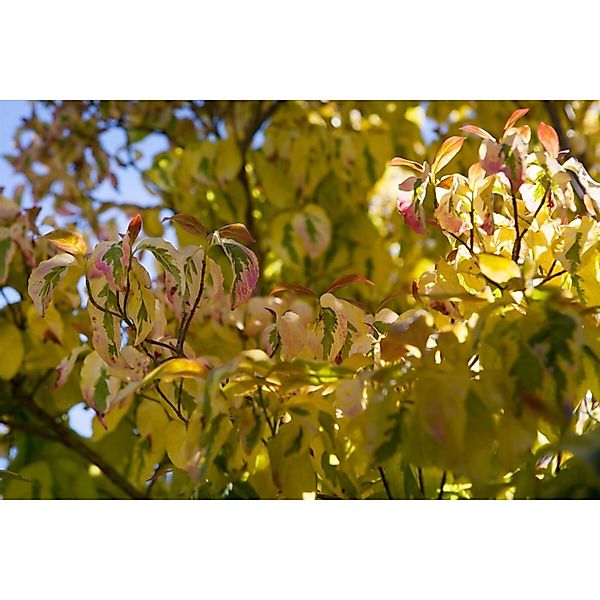 Cornus Controversa Gosia Etagen-Hartriegel 50–60 cm Auffälliges Laub günstig online kaufen