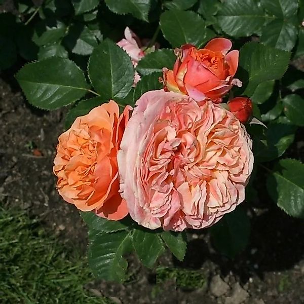 Nostalgierose Mary Ann 30-60cm günstig online kaufen