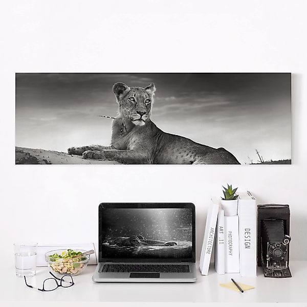 Leinwandbild - Panorama Resting Lion günstig online kaufen