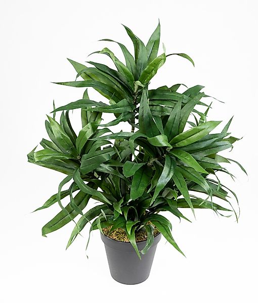Kunstpflanze Dracena 42cm im Topf DA günstig online kaufen