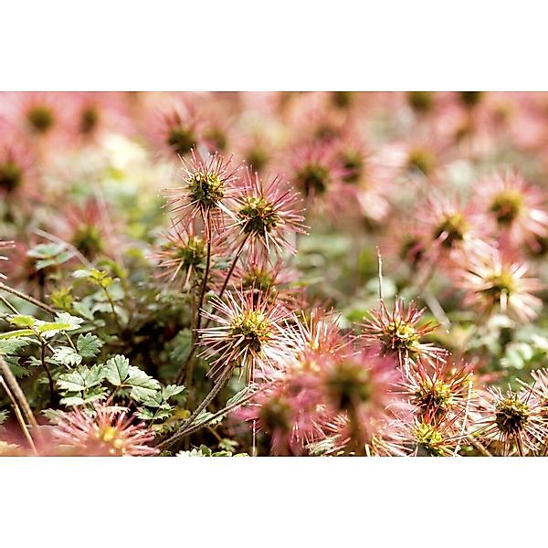 Acaena Magellanica Stachelnüsschen Ca. 9x9 cm Topf günstig online kaufen