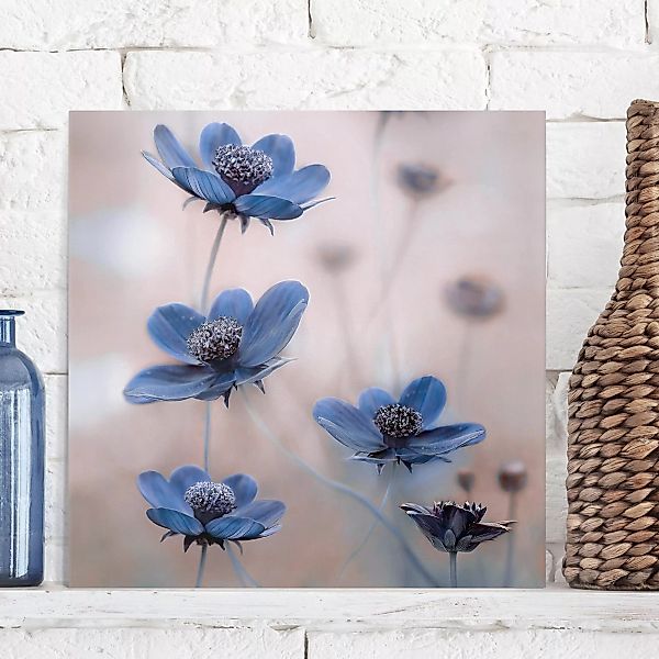 Leinwandbild Blumen - Quadrat Blaue Kosmeen günstig online kaufen