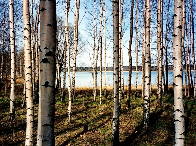 Papermoon Fototapete »Finnish Forest of Birch Trees« günstig online kaufen