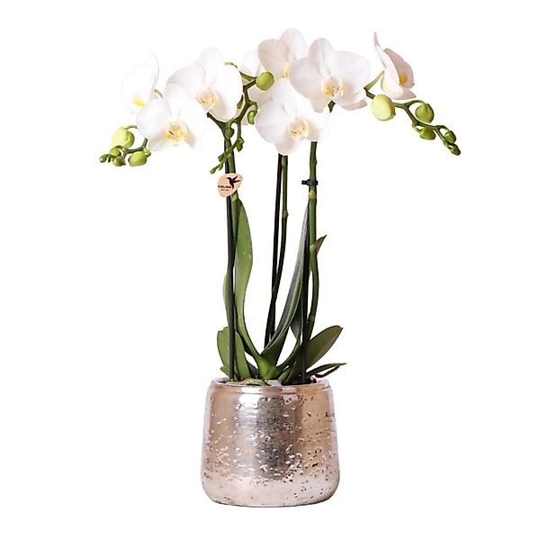 Kolibri Orchids Weiße Phalaenopsis Orchidee Amabilis & Luxus Ziertopf Silbe günstig online kaufen