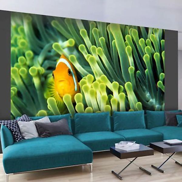 artgeist Fototapete Anemonefish orange/grün Gr. 200 x 154 günstig online kaufen