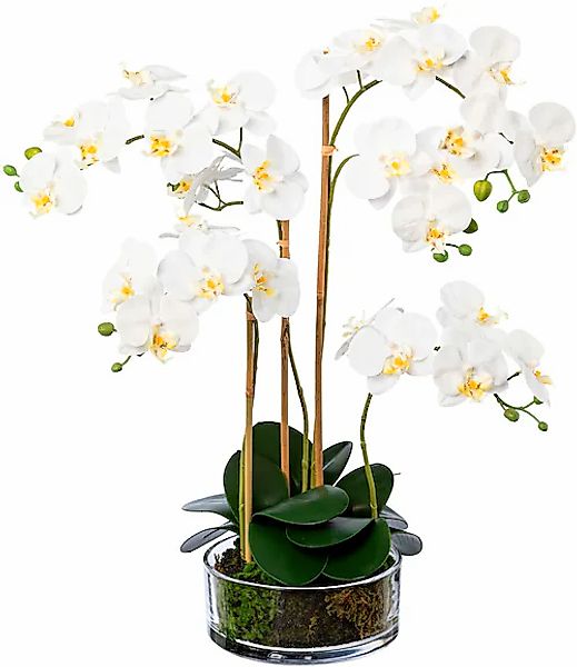 Creativ green Kunstorchidee »Phalaenopsis im Glas« günstig online kaufen