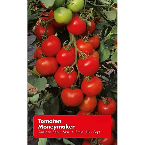 Tomate Moneymaker günstig online kaufen