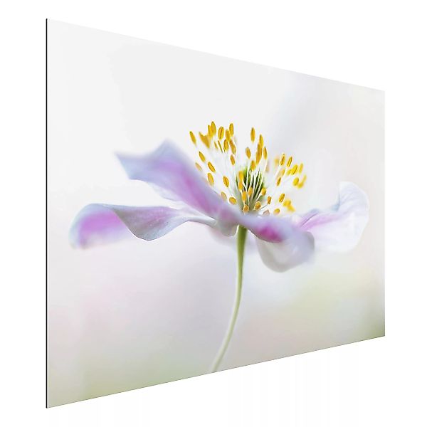 Alu-Dibond Bild Blumen - Querformat 3:2 Buschwindröschen in Weiß günstig online kaufen