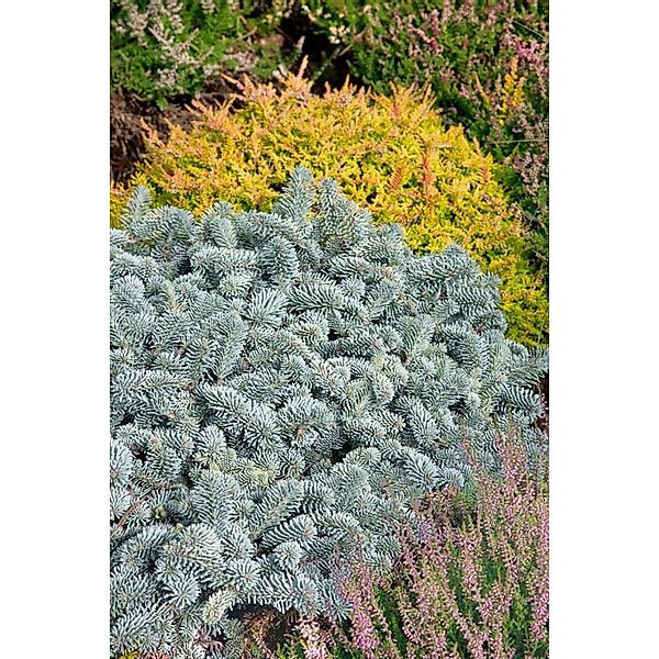 Abies Koreana Blaue Hexe Koreanische Tanne Kompakt 30–40 cm günstig online kaufen