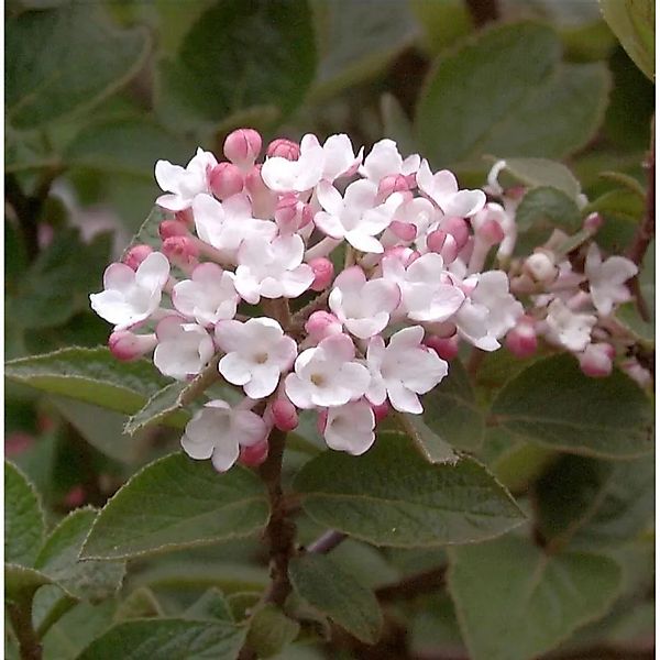Koreanischer Duftschneeball Aurora 80-100cm - Viburnum carlesii günstig online kaufen