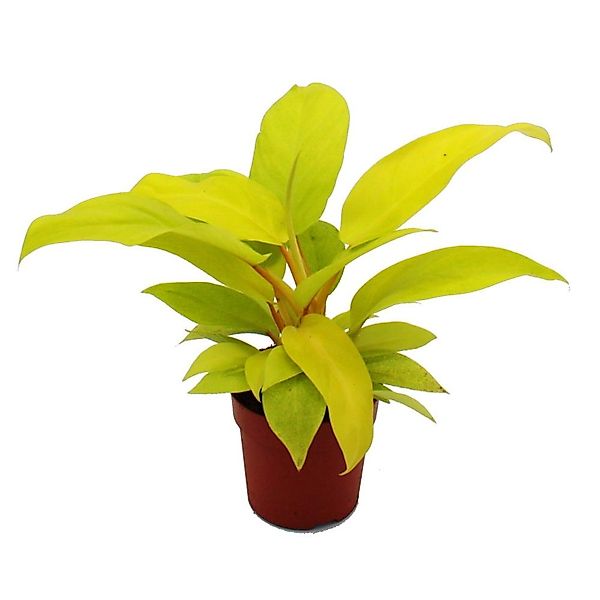 Exotenherz Philodendron Lemon Lime Leuchtend Gelber Baumfreund 12cm Topf günstig online kaufen