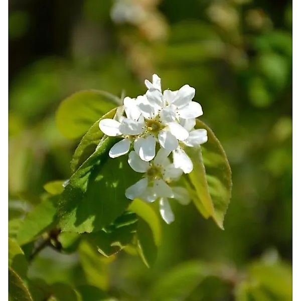 Ähren Felsenbirne 125-150cm - Amelanchier spicata günstig online kaufen