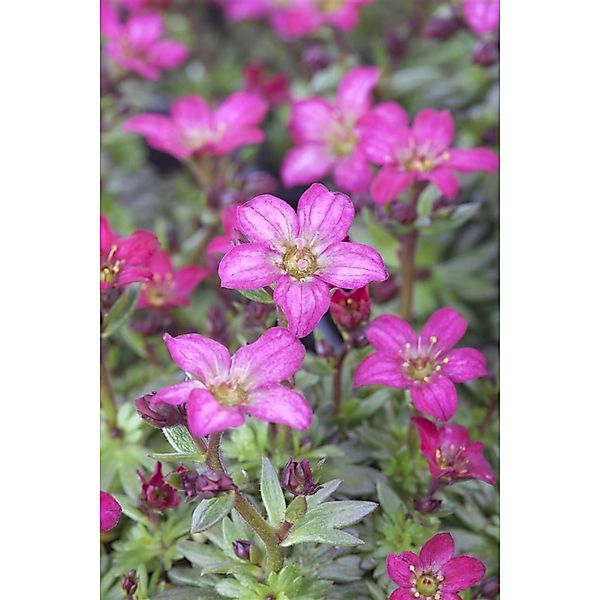 Saxifraga X Arendsii Peter Pan Moossteinbrech Ca. 9x9 cm Topf günstig online kaufen