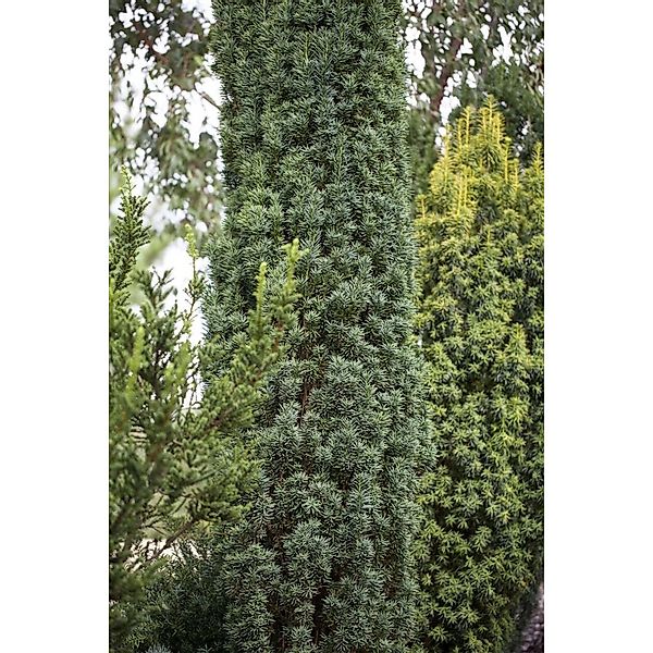 Taxus Baccata Fastigiata Robusta Säuleneibe Immergrün 60–70 cm günstig online kaufen