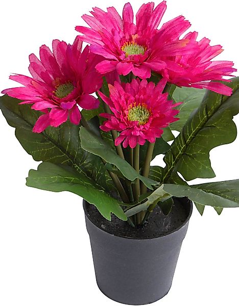 Botanic-Haus Kunstblume "Gerbera mit 5 Blüten" günstig online kaufen