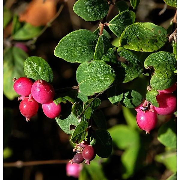 Niedrige Purpurbeere 30-40cm - Symphoricarpos chenaultii günstig online kaufen