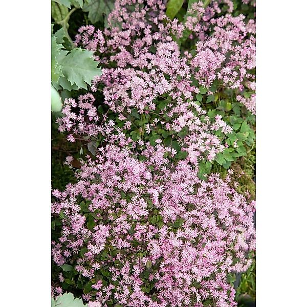 Thalictrum Kiusianum Ca. 9x9 cm Topf günstig online kaufen