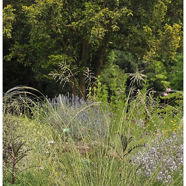 Blaues Liebesgras - Eragrostis elliottii günstig online kaufen