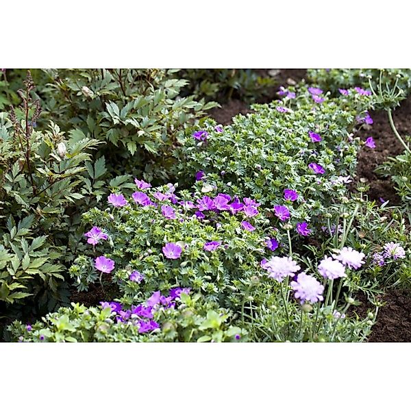 Geranium Sanguineum Max Frei Blutstorchschnabel Ca. 9x9 cm Topf günstig online kaufen