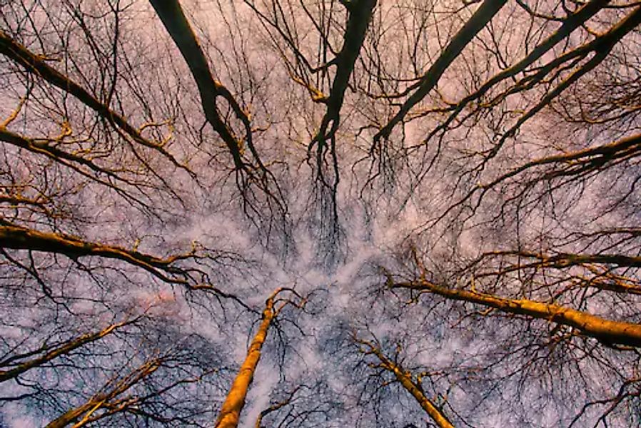 Papermoon Fototapete »Sonnenaufgang durch den Wald« günstig online kaufen