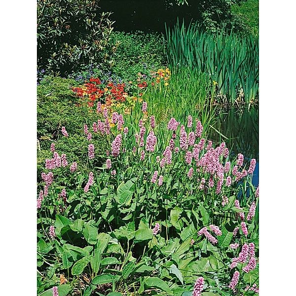 Bistorta Amplexicaulis Rosea Kerzenknöterich Ca. 11x11 cm Topf günstig online kaufen